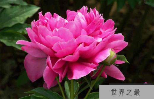 国花评选牡丹胜出 牡丹力压梅花兰花勇夺第一