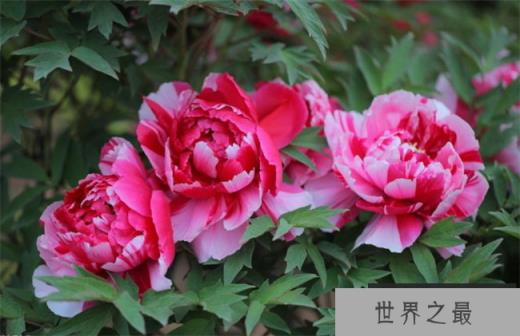 国花评选牡丹胜出 牡丹力压梅花兰花勇夺第一