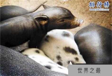 世界上最小的猪：体重不超十斤，体长仅60厘米