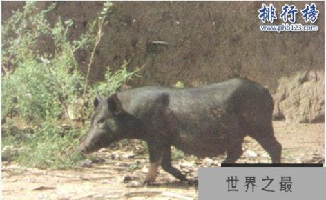 世界上最小的猪：体重不超十斤，体长仅60厘米