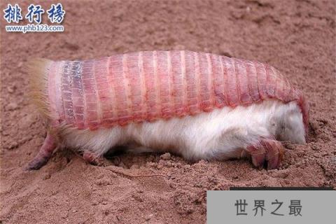 世界上最小的犰狳：周身粉红色，体重不过100克