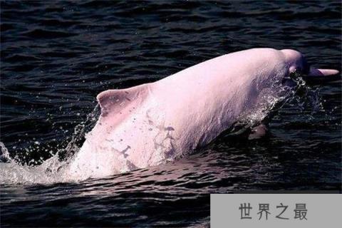 世界上最小的犰狳：周身粉红色，体重不过100克