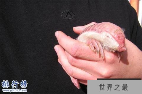 世界上最小的犰狳：周身粉红色，体重不过100克