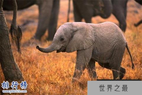 世界上最小的大象：小姐象体型跟猫差不多