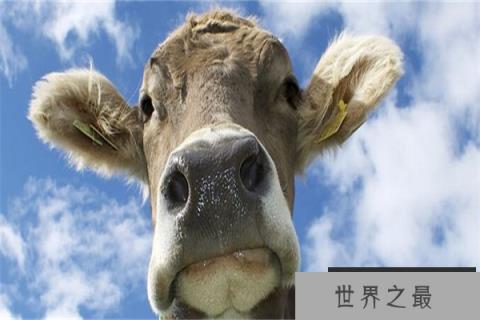 世界上最小的牛：体长仅有84厘米，已加入吉尼斯世界纪录