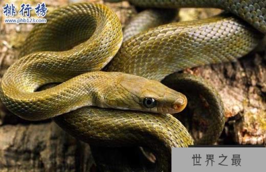 蛇的寿命有多长,世界上寿命最长的蛇（20万岁）