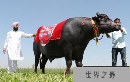 世界上最值钱的种牛:爱喝威士忌 精液值1000万