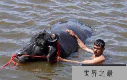 世界上最值钱的种牛:爱喝威士忌 精液值1000万