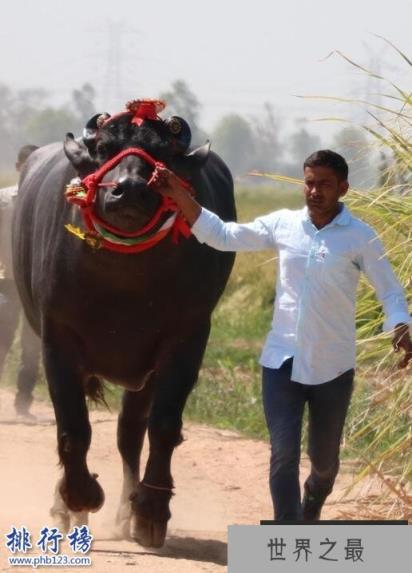 世界上最值钱的种牛:爱喝威士忌 精液值1000万