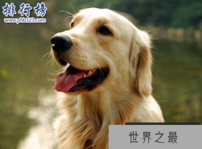 狗的寿命有多长,狗和人年龄换算（1岁等于人类18岁）