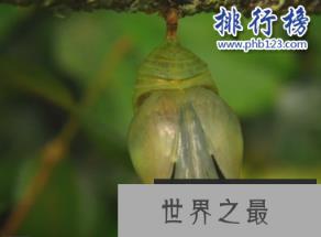 世界上最大的蝴蝶:传说中的蓝默蝶竟是最大的蝴蝶