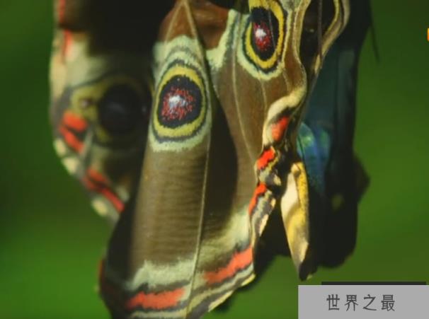 世界上最大的蝴蝶:传说中的蓝默蝶竟是最大的蝴蝶