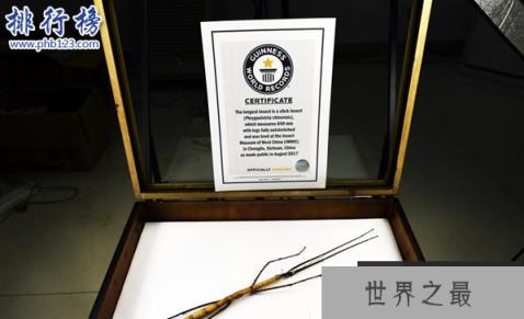 世界最大昆虫产卵：吉尼斯纪录“最大昆虫”竹节虫产卵
