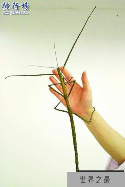 世界最大昆虫产卵：吉尼斯纪录“最大昆虫”竹节虫产卵