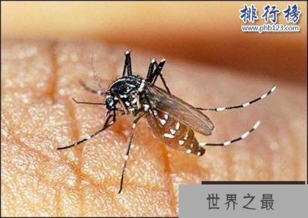 世界上最毒的虫子有哪些?世界十大最毒虫子排行榜