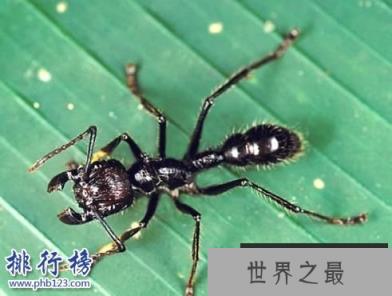 世界上最毒的虫子有哪些?世界十大最毒虫子排行榜