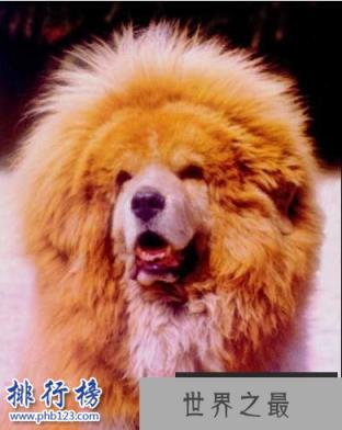 中国藏獒十大獒王排名，中国最有名的藏獒推荐