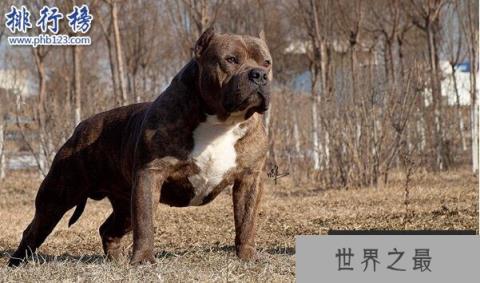 世界上最凶猛的狗排名,比特犬吊打藏獒称霸