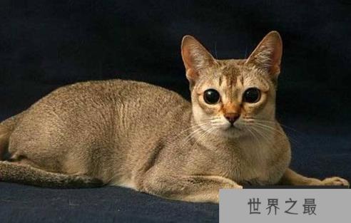 世界上最小的猫品种