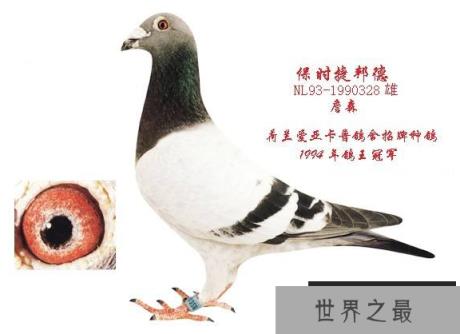 世界上最好的四大鸽系
