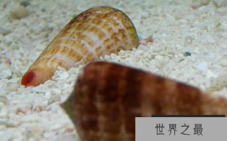 已知最毒海洋生物之一：毒液数分钟内置人死亡