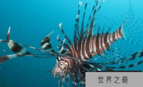 已知最毒海洋生物之一：毒液数分钟内置人死亡