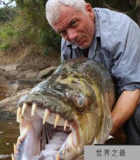 世界上最大的食人鱼:黄金猛鱼