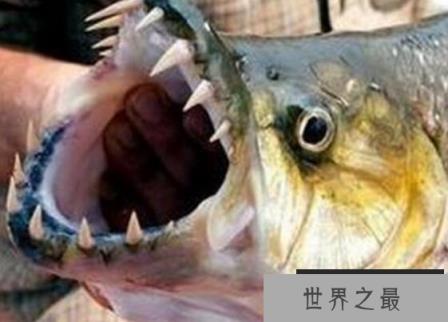 世界上最大的食人鱼:黄金猛鱼