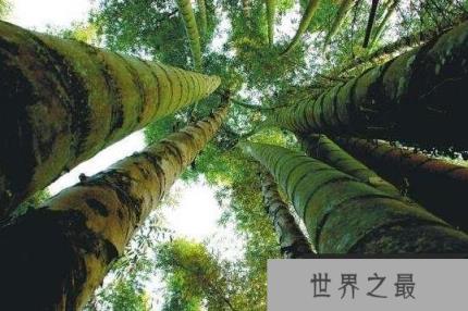 世界上最大的竹子，直径粗达36厘米