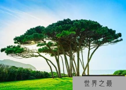 世界上最不怕火烧的树，海松木材可做成烟斗