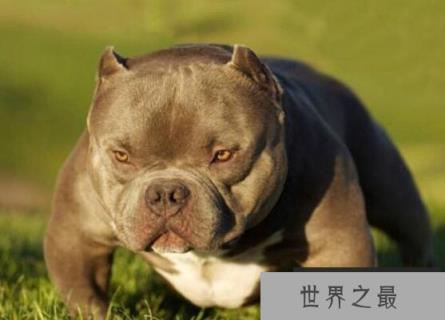 世界上肌肉最发达的狗，美国恶霸犬长相恐怖
