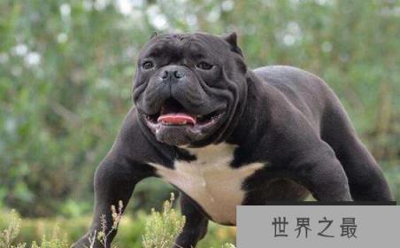 世界上肌肉最发达的狗，美国恶霸犬长相恐怖