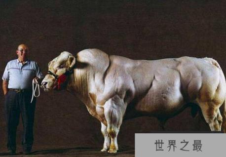 世界上肌肉最发达的动物：比利时蓝牛体型壮硕堪称凶残
