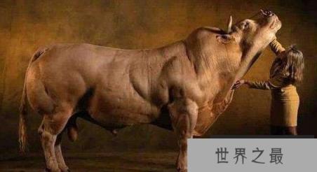 世界上肌肉最发达的动物：比利时蓝牛体型壮硕堪称凶残