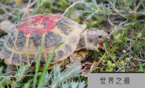 乌龟的祖先是远古爬行动物，体型庞大却以草为食