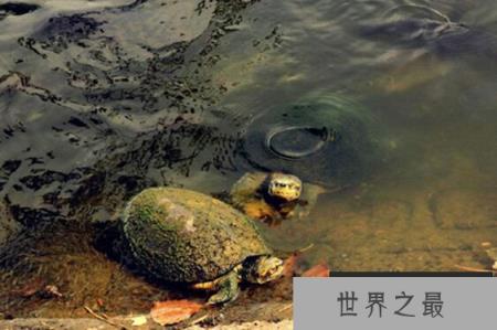 乌龟的祖先是远古爬行动物，体型庞大却以草为食