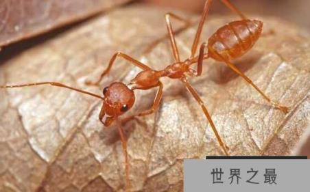 小黄家蚁咬人有毒吗，无毒