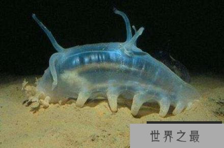 海猪是什么动物？头部像猪，被称河神