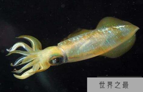 乌贼是四维空间生物吗，乌贼的独特之处在哪里