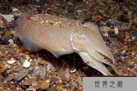 乌贼的眼睛能看穿人吗，乌贼的视力到底有多强