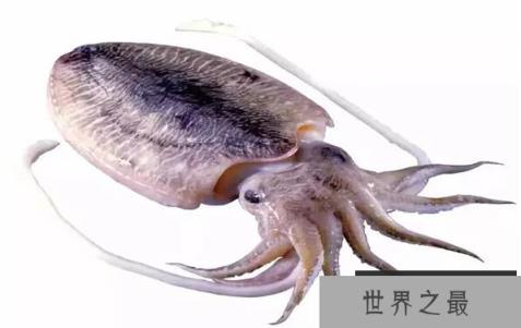 乌贼的眼睛能看穿人吗，乌贼的视力到底有多强