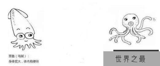 乌贼和章鱼的区别，乌贼蠢笨有十个触手