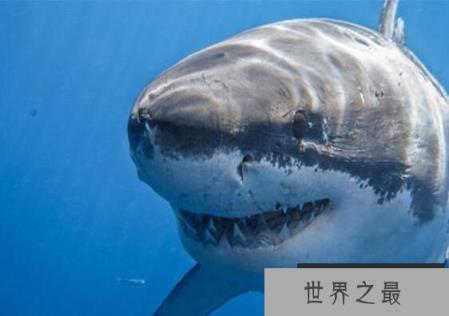 鲨鱼为什么不吃鲸鱼？一头蓝鲸相当于100头鲨鱼