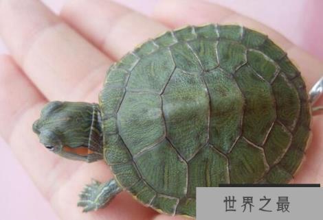 乌龟最长寿命是多少年？千年王八万年龟说法可信吗？