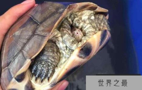 乌龟最长寿命是多少年？千年王八万年龟说法可信吗？