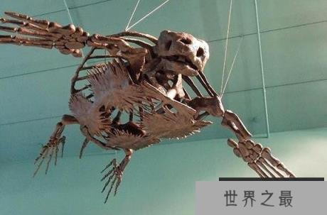 地球史上最大的海龟，古巨龟