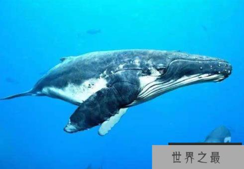 世界上最重的蓝鲸多重？天敌是谁？