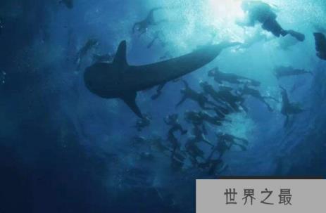 世界上什么鲨鱼最可爱,铰口鲨弗洛伦斯拥有最呆萌的外表