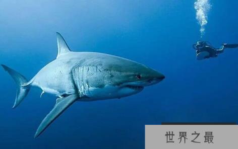 世界上三大可怕的鲨鱼,大白鲨是最恐怖的鲨鱼