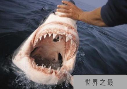 世界上牙齿最硬的动物，鲨鱼